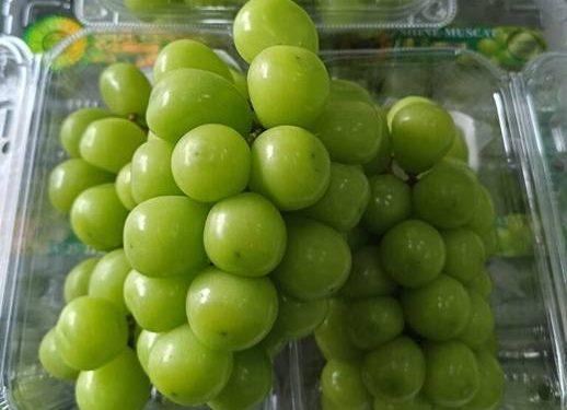 Anggur Si Superfood Kulit! Kaya Antioksidan Resveratrol Cegah Penuaan 1 ilustrasi buah anggur.(istimewa)