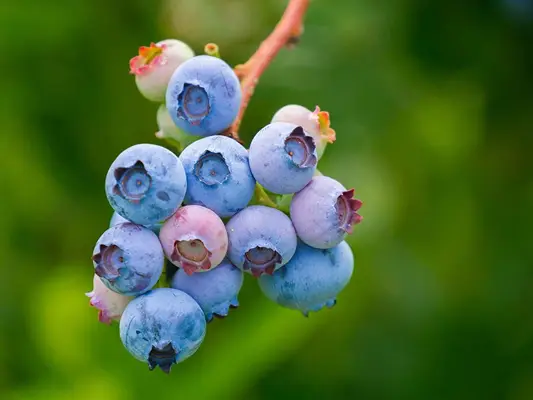 Foto: Ilustrasi - Buah Bluberry.(Foto: Pixabay)