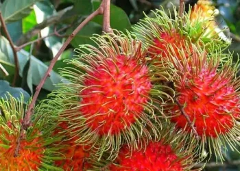 Foto: Wajib Tahu! Kelompok Ini Dilarang Makan Rambutan 5