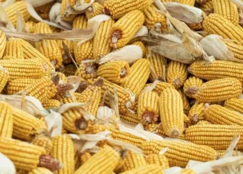 Foto: Jagung Mahal: Peternak Risau, Impor Jadi Solusi 10