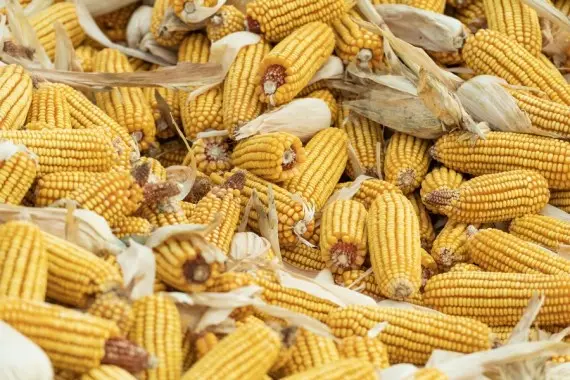 Foto: Ilustrasi jagung.(Istimewa)