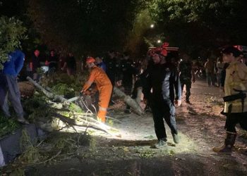 Foto: Pohon Angsana Tumbang Timpa Warga di Jalan Bandara SIM Aceh Besar 9