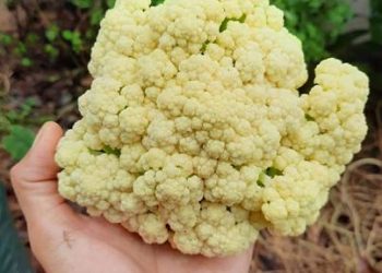 Foto: 7 Sayuran Terbaik untuk Diet Penurunan Berat Badan: Tinggi Serat, Rendah Kalori 7