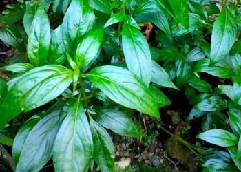 Foto: 5 Tanaman Herbal Pendamping Redakan Gejala DBD di Tengah Peningkatan Kasus 3