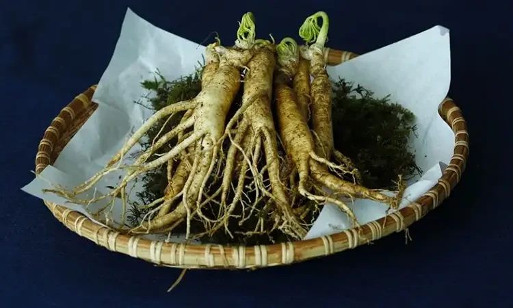 Foto: Ilustrasi ginseng.(pixabay/rri)
