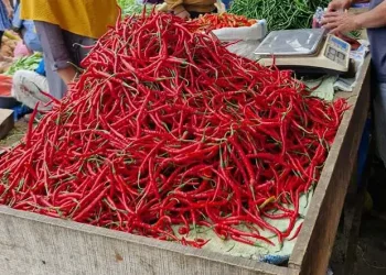 Foto: Harga Cabai Merah Sumut Anjlok Rp30 Ribu/Kg 8