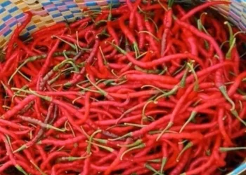Foto: Harga Pangan Sumut Melambung Akibat Bencana: Cabai Nias Nyaris 200 Ribu 7