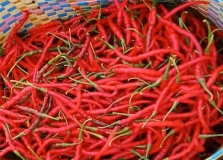 Foto: Ilustrasi cabai merah.(istimewa)
