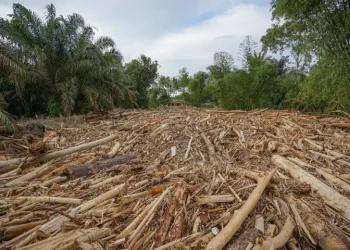 Foto: Masyarakat Boleh Pakai Kayu Hanyut Pasca-Banjir 5
