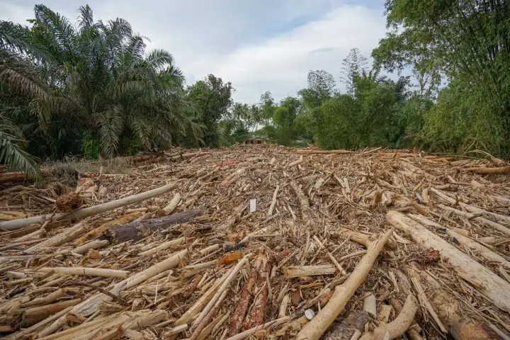 Foto: Pemanfaatan kayu hanyut di lokasi banjir bandang wilayah Sumatera Barat, Sumatera Utara, dan Aceh resmi diperbolehkan oleh Kemenhut.(Foto X)