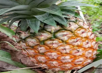 Mengenal Keunikan Rasa dan Daya Tarik Nanas