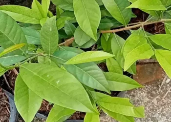 Daun Berkhasiat Bantu Turunkan Kadar Gula Darah