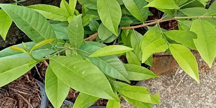 Foto: Daun Berkhasiat Bantu Turunkan Kadar Gula Darah
