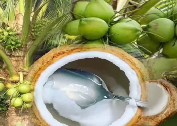Manfaat Air Kelapa untuk Redakan Asam Lambung