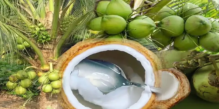 Foto: Manfaat Air Kelapa untuk Redakan Asam Lambung