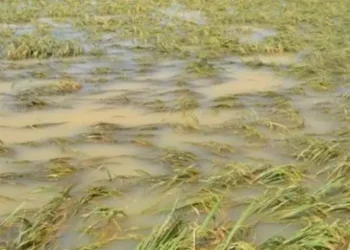 Perbaikan Sawah Terdampak Bencana di Sumatra