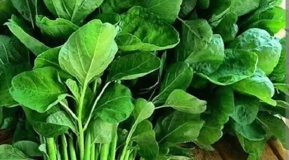 Foto: Sayuran hijau bayam dibekali vitamin C tinggi yang berperan aktif dalam mempercepat proses penyerapan zat besi oleh tubuh.(istimewa/RRI)