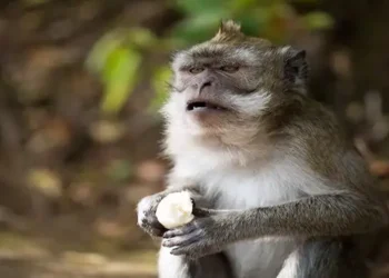 Monyet Liar Masuk ke Pemukiman Warga di Binjai