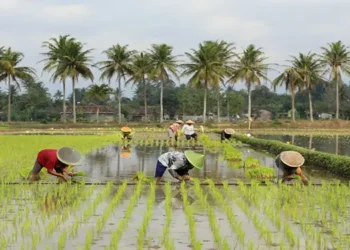OJK: Sektor Keuangan Sumut Stabil di 2025
