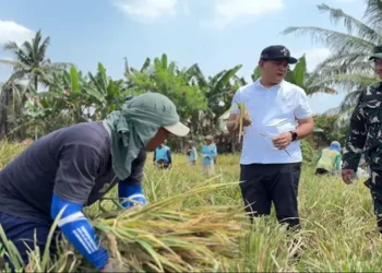 BULOG Mulai Serap Gabah Kering Panen Petani 2026