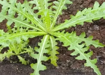 Batu Ginjal Sangat Menyakitkan Atasi dengan Daun