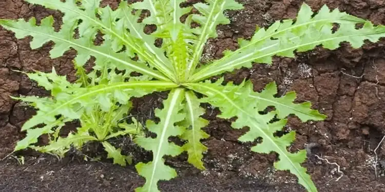 Foto: Batu Ginjal Sangat Menyakitkan Atasi dengan Daun