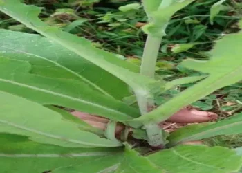Bahan Alam Redakan Gejala Asam Urat Kambuh