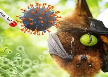 Foto: Kemenkes Minta Waspada terhadap Virus Nipah 3