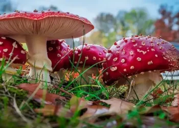Foto: Puluhan Kasus Keracunan Jamur Death Cap di AS 9