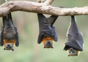 Foto: Gejala Virus Nipah Menyerupai Flu Ringan 2