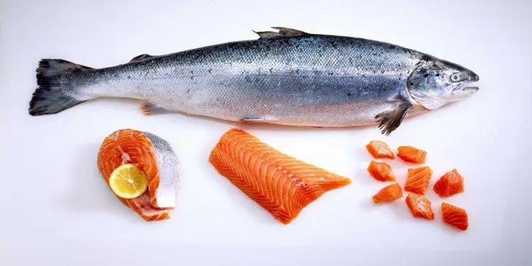 Foto: Ilustrasi ikan salmon (Foto: https://www.masakapahariini.com)