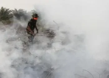 Foto: Waspada Karhutla Riau: BMKG Deteksi 213 Titik Panas, Bengkalis dan Pelalawan Terbanyak 1