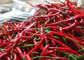 Foto: Harga Cabai Merah Anjlok Pascalibur Lebaran 2026, Pengamat Ekonomi Sumut Ungkap Tiga Penyebab Utama 6