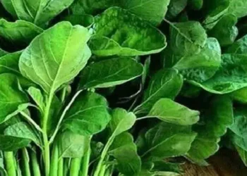 Foto: Daftar Sayuran Penurun Darah Tinggi: Solusi Alami Atasi Hipertensi dengan Pola Makan Sehat 1