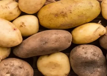 Foto: Pantangan Makan untuk Penderita Batu Ginjal: Hindari Jenis Makanan Berikut Agar Tidak Makin Parah 10