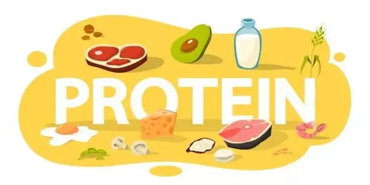 Foto: ilustrasi makanan mengadung protein.(freepik)