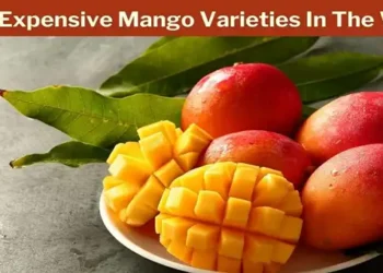 Foto: Mengenal Kohitur: Mangga Premium Asal India yang Dibanderol Seharga Rp360 Ribu Per Buah 2