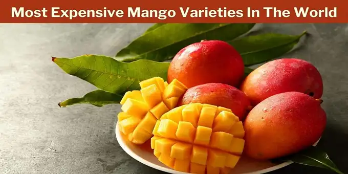 Foto: Kohitur merupakan varietas mangga premium, memiliki ikatan sejarah kuat dengan masa kejayaan Kerajaan Murshidabad di India.