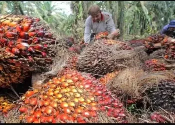 Foto: Harga CPO Berisiko Anjlok Akibat Konflik Selat Hormuz dan Lonjakan Produksi Sawit 3