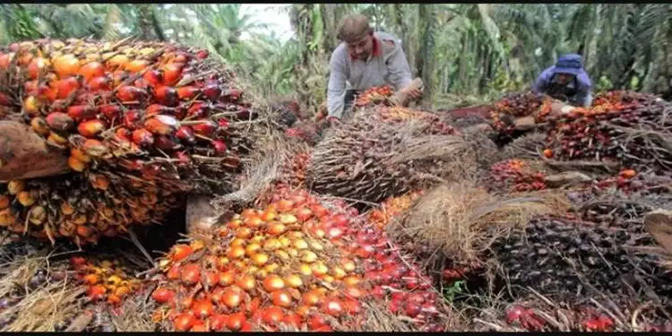 Foto: Ilustrasi buah kelapa sawit. (Foto: Istimewa)