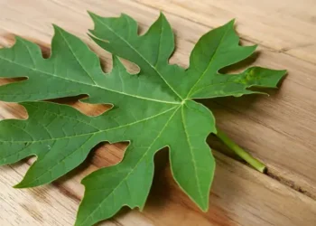 Foto: Rahasia Mengempukkan Daging dengan Daun Pepaya Manfaat Enzim Papain dan Risiko Efek Sampingnya 9