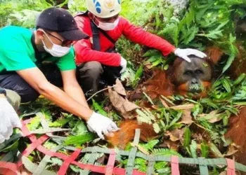 Foto: BBKSDA Sumut Evakuasi Orang Utan Jantan dari Perkebunan Warga di Langkat ke Taman Nasional Gunung Leuser 4