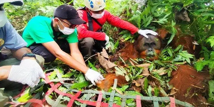 Foto: Tim BBKSDA mengevakuasi orang utan dari ladang warga di Langkat dan dilepasliarkan di Taman Nasional Gunung Leuser. (Foto:BBKSDA Sumut)