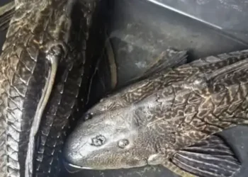 Foto: Bahaya Mengonsumsi Ikan Sapu Sapu Terkontaminasi Logam Berat Bisa Picu Penurunan Fungsi Otak 4