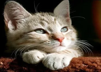 Foto: Waspada Bahaya Gigitan Kucing Risiko Infeksi dan Cara Penanganan yang Benar 8