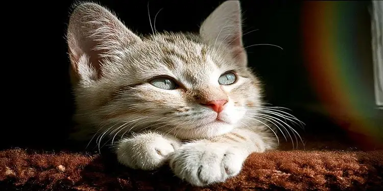 Foto: Ilustrasi kucing.(Foto: Freepik)