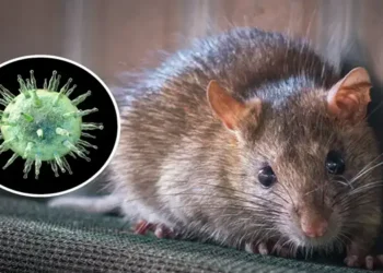 Foto: Kemenkes Minta Masyarakat Waspadai Penularan Hantavirus Menyusul Temuan Kasus di Kapal Pesiar MV Hondius 7