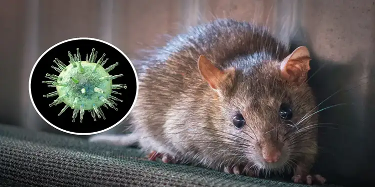 Foto: Ilustrasi hantavirus.(Newsweek.com)