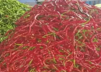 Foto: Lonjakan Permintaan Idul Adha Picu Kenaikan Harga Cabai Merah di Kota Medan Hari Ini 3