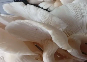 Foto: Manfaat Jamur Tiram untuk Kesehatan Tubuh, Program Diet hingga Menjaga Gula Darah 5